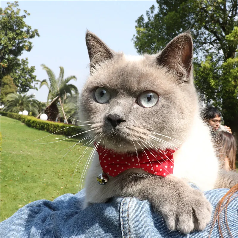 Classic Dot Pets Small Cats Collars Cute Bowknot Necklace Bulldog Chihuahua Bow Tie Puppy Dogs Bells Collar 2 Colors
Classic Dot Pets Small Cats Collars Cute Bowknot Necklace Bulldog Chihuahua Bow Tie Puppy Dogs Bells Collar 2 Colors