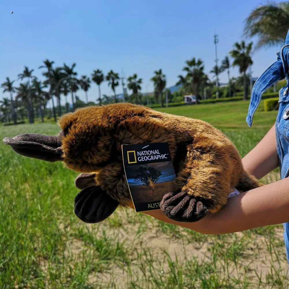 National Geographic 10.5"Brown Platypus Plush Regular Soft Stuffed Animal Collection Doll Toy with Tag
National Geographic 10.5"Brown Platypus Plush Regular Soft Stuffed Animal Collection Doll Toy with Tag