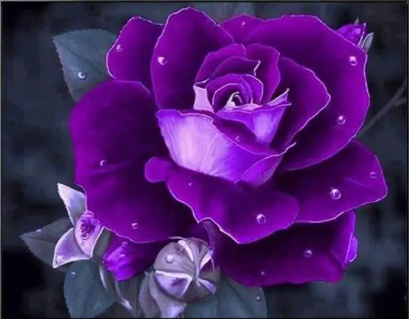 Diamond Embroidery Rose Wall Art Home Decor Full Square Kits Diamond Painting Flower Patterns Needlework Handicraft New Arrival
Diamond Embroidery Rose Wall Art Home Decor Full Square Kits Diamond Painting Flower Patterns Needlework Handicraft New Arrival