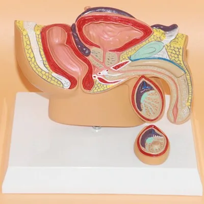 Male Reproduction Urinary System Model Male pelvis testis 18*14*15CM free shipping
Male Reproduction Urinary System Model Male pelvis testis 18*14*15CM free shipping