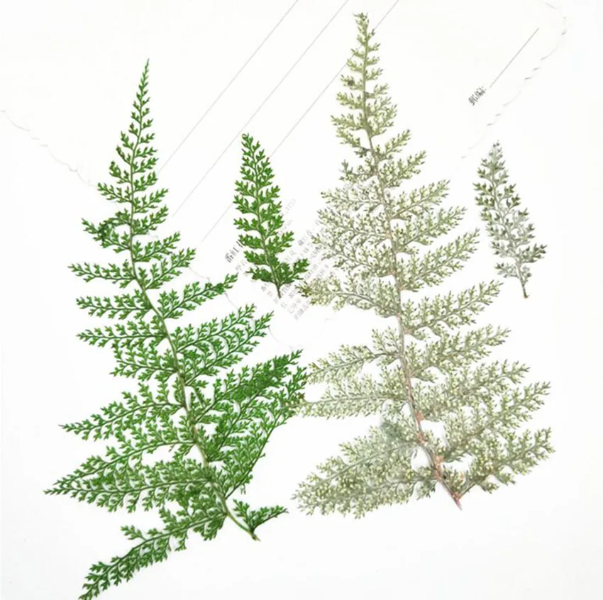 100pcs Pressed Dried 9-15cm Big Fern Leaves Flower Plants Herbarium For Jewelry Postcard Phone Case Invitation Card DIY
100pcs Pressed Dried 9-15cm Big Fern Leaves Flower Plants Herbarium For Jewelry Postcard Phone Case Invitation Card DIY