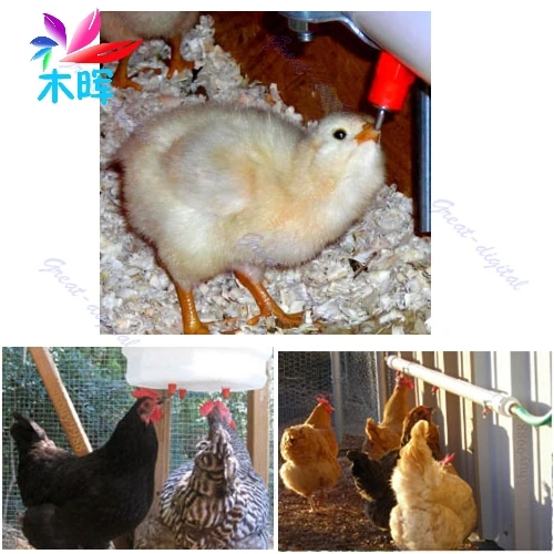 New Drinker Feeder Chicken Duck Hen Screw In Poultry Water Nipple 5 pcs apr12_35
New Drinker Feeder Chicken Duck Hen Screw In Poultry Water Nipple 5 pcs apr12_35