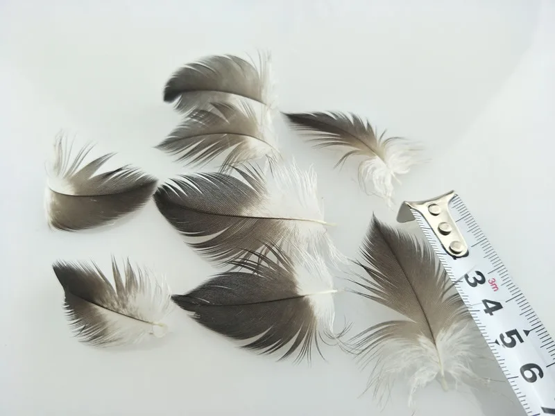 New wholesale 20pcs scarce natural golden eagle feathers 2-11inch /5-27cm Jewelry accessories stage performance decoration diy
New wholesale 20pcs scarce natural golden eagle feathers 2-11inch /5-27cm Jewelry accessories stage performance decoration diy