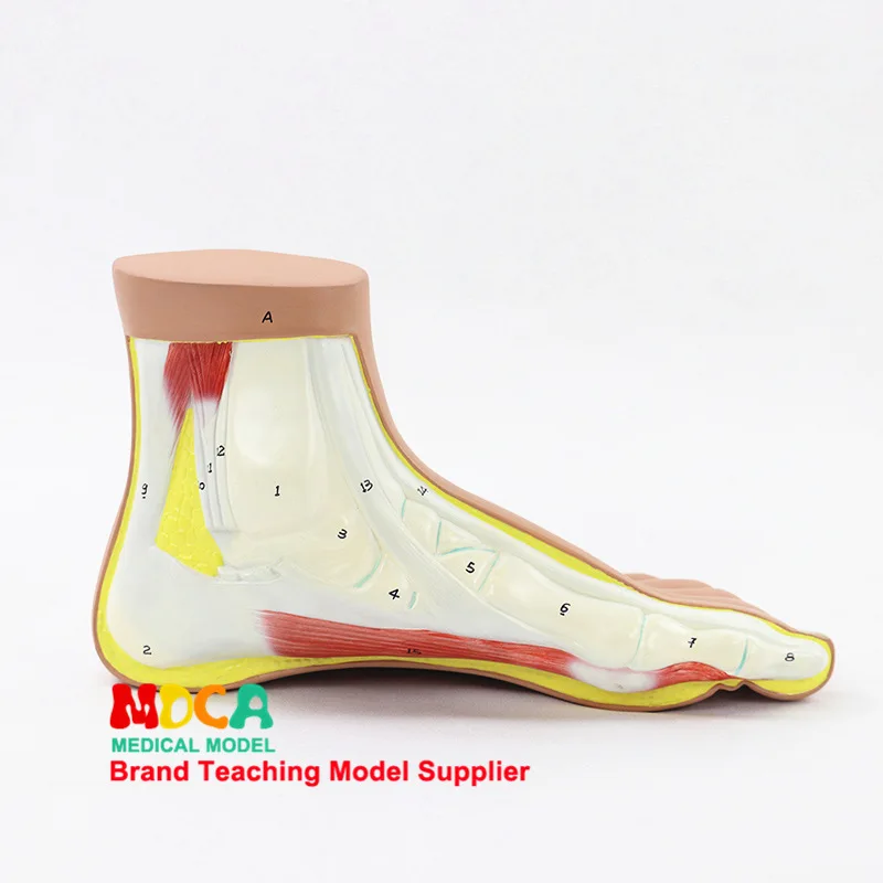 Human foot Normal foot model Foot joint Biology Human model Anatomical model Medical teaching equipment
Human foot Normal foot model Foot joint Biology Human model Anatomical model Medical teaching equipment