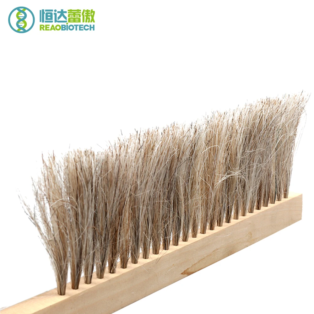 Beekeeping Tools Beekeeping Brush NO.1 honey Bee Sweep Brush Nature Wood Color Solid Wood with Horse Tail Hair
Beekeeping Tools Beekeeping Brush NO.1 honey Bee Sweep Brush Nature Wood Color Solid Wood with Horse Tail Hair