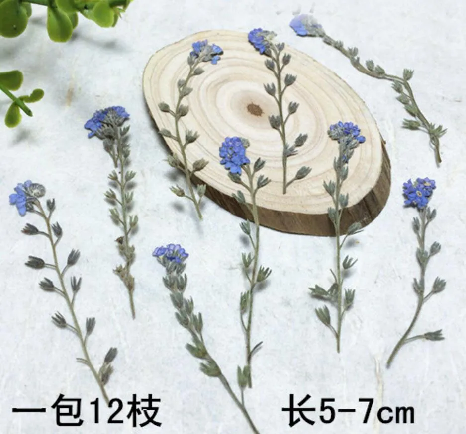 120pcs Pressed Dried Myosotis Sylvatica Forgetmenot Flower Stalks Plants Herbarium Jewelry Phone Case Frame Making Accessories
120pcs Pressed Dried Myosotis Sylvatica Forgetmenot Flower Stalks Plants Herbarium Jewelry Phone Case Frame Making Accessories