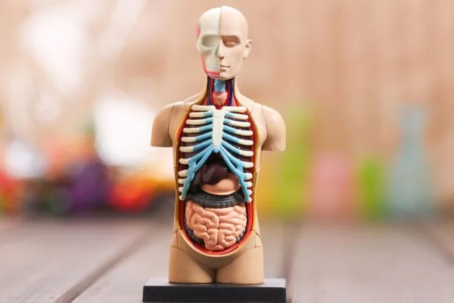 free shipping small human torso Human Anatomy model Human bust / head / musculoskeletal anatomical models
free shipping small human torso Human Anatomy model Human bust / head / musculoskeletal anatomical models