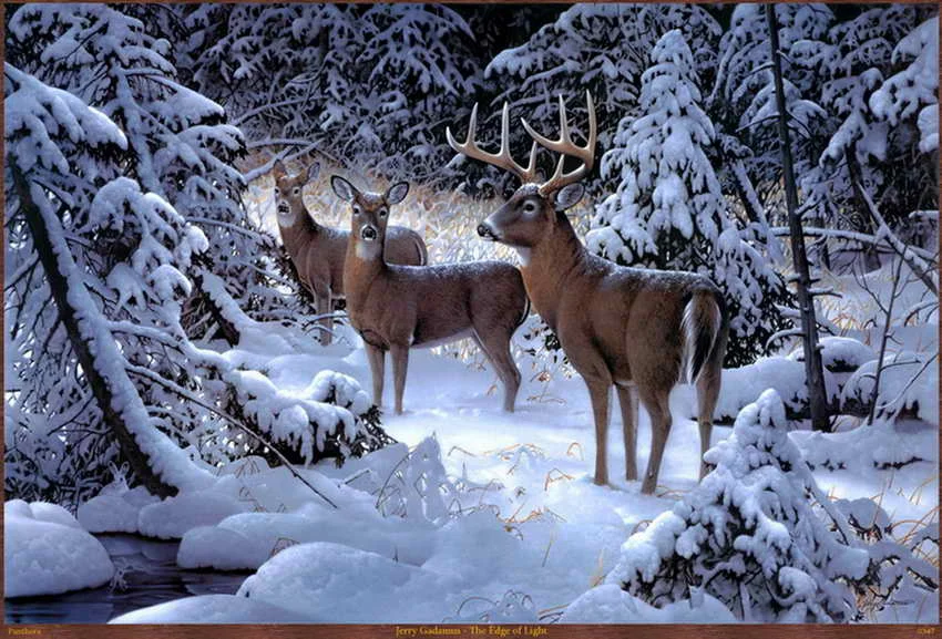 White Tailed Deer Birche Oil Painting Forest Art Decor Printed On Canvas For Home Decoration no Framework
White Tailed Deer Birche Oil Painting Forest Art Decor Printed On Canvas For Home Decoration no Framework