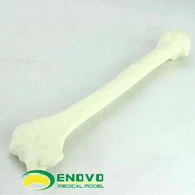Orthopedic Sawbone artificial humeral cortical bone cancellous bone model orthopedic implantation simulation model
Orthopedic Sawbone artificial humeral cortical bone cancellous bone model orthopedic implantation simulation model