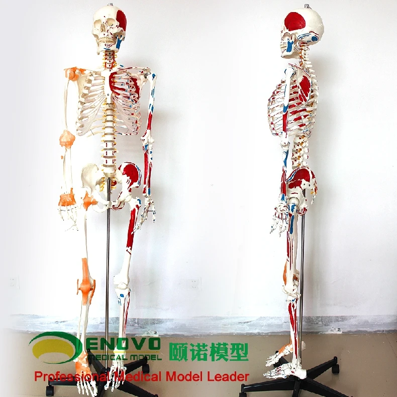 Medical 170CM human skeleton model muscle skeleton specimen anatomy spine orthopedic teaching
Medical 170CM human skeleton model muscle skeleton specimen anatomy spine orthopedic teaching