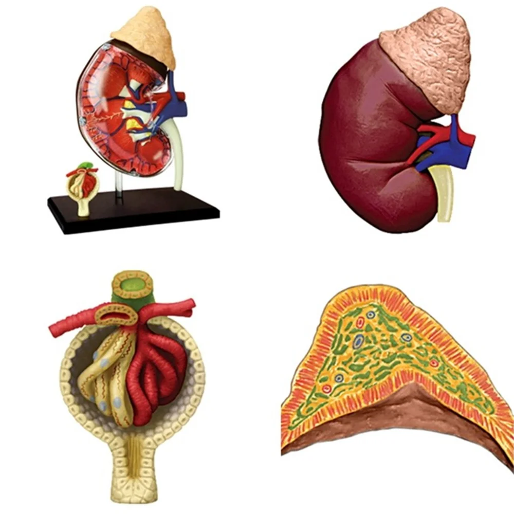 Mini 1:3 Kidney assembly model Assembled Human Anatomy Model 13pcs Gift for Children
Mini 1:3 Kidney assembly model Assembled Human Anatomy Model 13pcs Gift for Children