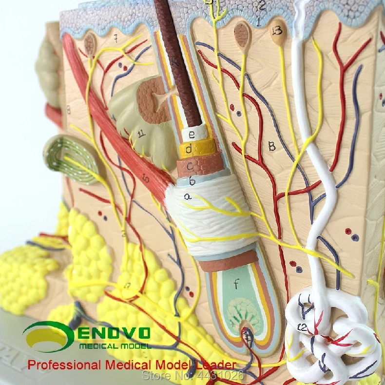 ENOVO Magnify the human skin anatomical structure model minimally invasive skin cosmetic plastic face model
ENOVO Magnify the human skin anatomical structure model minimally invasive skin cosmetic plastic face model