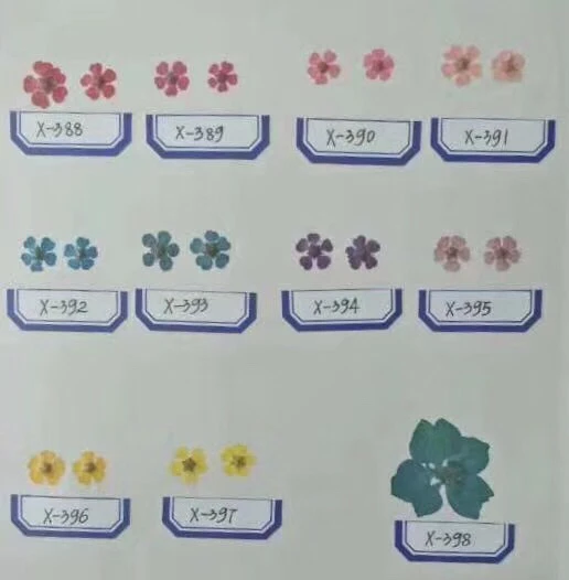 1000pcs Wholesale Pressed Dried Flowers+Leaves Pictures Shows For Jewelry Bookmark Phone Case Scrapbooking DIY Quoted Price
1000pcs Wholesale Pressed Dried Flowers+Leaves Pictures Shows For Jewelry Bookmark Phone Case Scrapbooking DIY Quoted Price