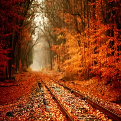 Photography Backdrops autumn woods rail track photo background Computer Printing backdrops for photo studio F-168
Photography Backdrops autumn woods rail track photo background Computer Printing backdrops for photo studio F-168