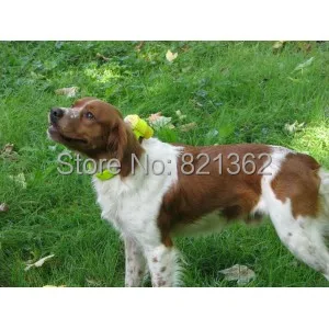 Professional Bird Hunting Equipment Hunting Dog Collar Beeper Hunting Dog Training Beep
Professional Bird Hunting Equipment Hunting Dog Collar Beeper Hunting Dog Training Beep