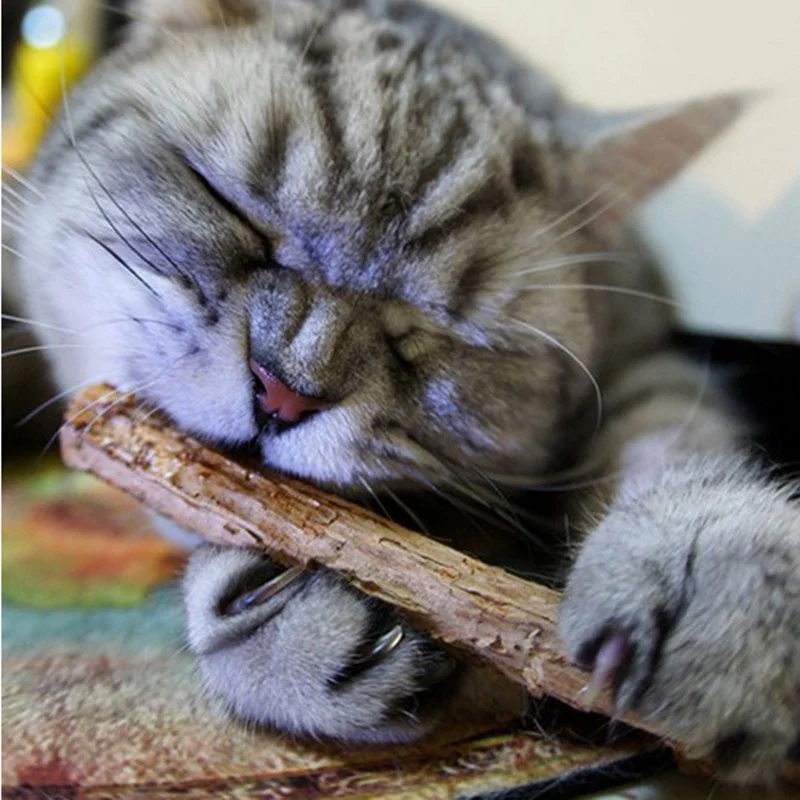 5/10Pcs Pure Natural Catnip Pet Cat Molar Cleaning Teeth Toothpaste Stick Silvervine Actinidia Fruit Matatabi Cat Snacks Sticks
5/10Pcs Pure Natural Catnip Pet Cat Molar Cleaning Teeth Toothpaste Stick Silvervine Actinidia Fruit Matatabi Cat Snacks Sticks