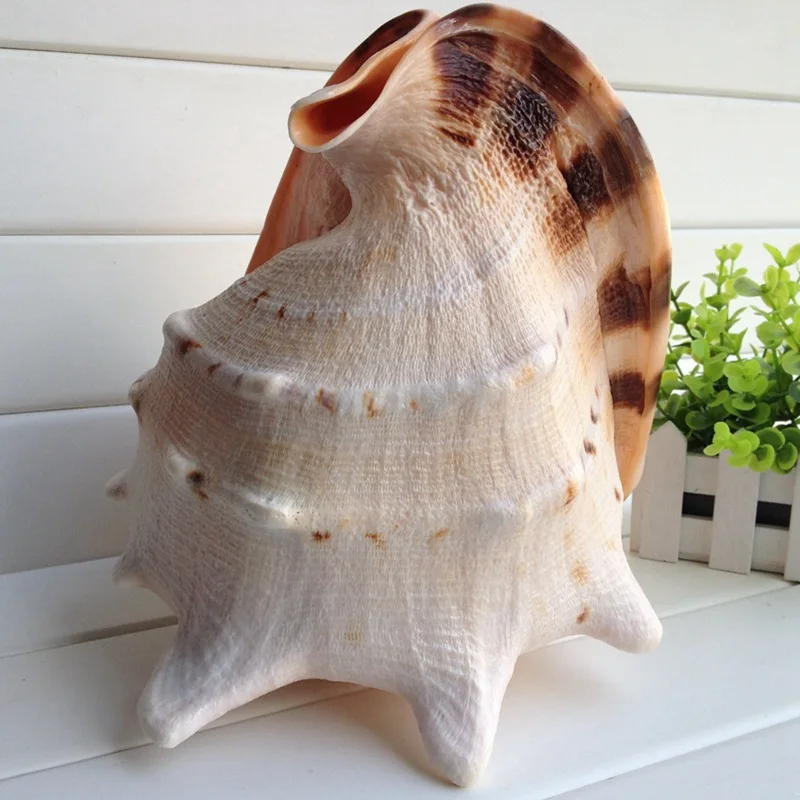 Free Shipping(1pcs/lot)Horned Helmet Natural Shell & Conch Home Decoration Aquarium Landscaping Shell Ornaments
Free Shipping(1pcs/lot)Horned Helmet Natural Shell & Conch Home Decoration Aquarium Landscaping Shell Ornaments