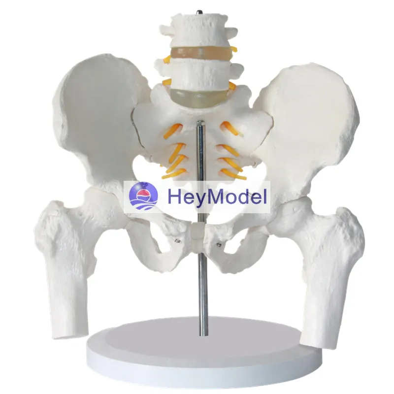 HeyModel Pelvis with Two lumbar spine pelvis femur model body spine skeletal anatomy model spinal nerves
HeyModel Pelvis with Two lumbar spine pelvis femur model body spine skeletal anatomy model spinal nerves