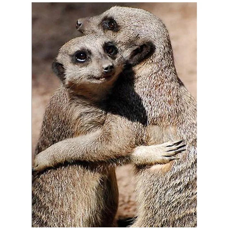 5D Diy Diamond Embroidery Baby Meerkats Hugging Cross Stitch Full SquareRound Diamond diamond painting rhinestones animalsZP-443
5D Diy Diamond Embroidery Baby Meerkats Hugging Cross Stitch Full SquareRound Diamond diamond painting rhinestones animalsZP-443