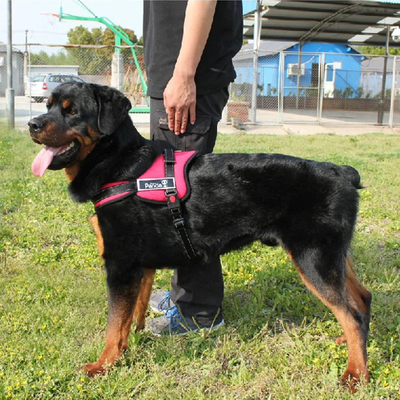 Hot Selling Large Dog Vest Harness Soft Padded Ajustable Sport Working Training Chest Straps Dogs Collars Nylon For Pitbull
Hot Selling Large Dog Vest Harness Soft Padded Ajustable Sport Working Training Chest Straps Dogs Collars Nylon For Pitbull