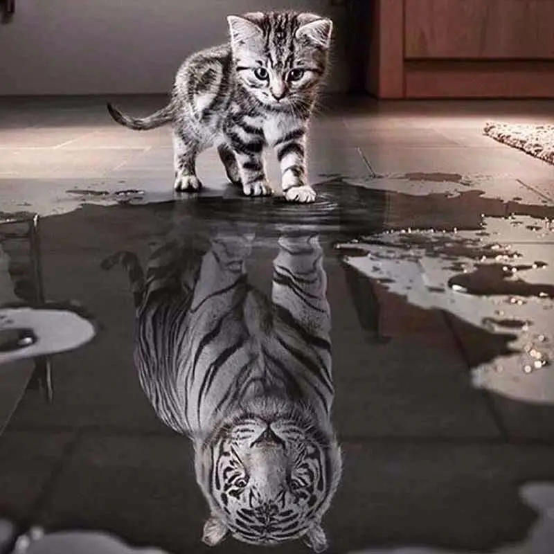 Full,3D,Diy,Diamond Painting,Round,Rhinestone,Cross Stitch,Mosaic,Diamond Embroidery,Cat,Tiger,Animal,Crafts,Resin,Needlework
Full,3D,Diy,Diamond Painting,Round,Rhinestone,Cross Stitch,Mosaic,Diamond Embroidery,Cat,Tiger,Animal,Crafts,Resin,Needlework