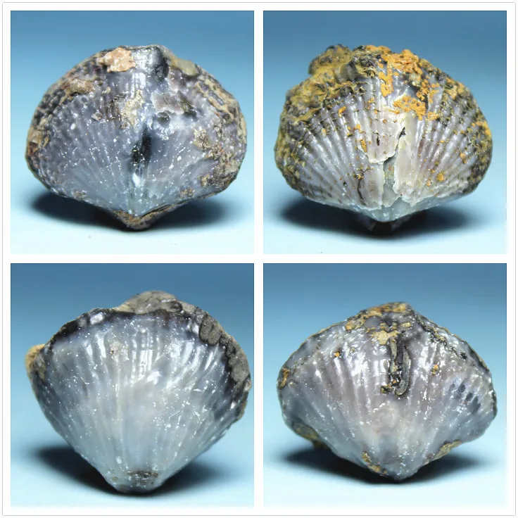 Guangxi production windowless shell fossil stone specimens teaching specimens of fossils mineral collections science
Guangxi production windowless shell fossil stone specimens teaching specimens of fossils mineral collections science