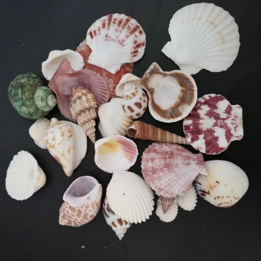 100g Natural Shell Embellishments Conch DIY Crafts Supplies Mediterranean Shell Conch Starfish Landscape Aquarium Decorative
100g Natural Shell Embellishments Conch DIY Crafts Supplies Mediterranean Shell Conch Starfish Landscape Aquarium Decorative
