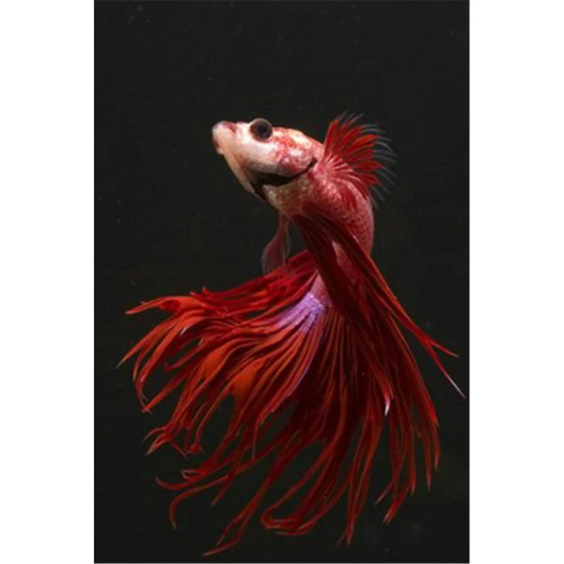 Red skirt fish New generation needlework diamond embroidery square diamond painting cross stitch crystal full diamond A7047R
Red skirt fish New generation needlework diamond embroidery square diamond painting cross stitch crystal full diamond A7047R
