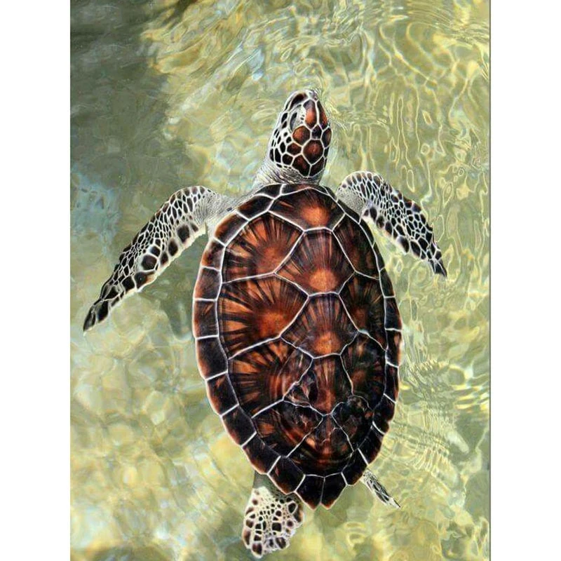 Full square/Round drill Diamond embroidery Swimming turtle 5D DIY diamond Painting Cross Stitch Rhinestone Mosaic decor HY
Full square/Round drill Diamond embroidery Swimming turtle 5D DIY diamond Painting Cross Stitch Rhinestone Mosaic decor HY