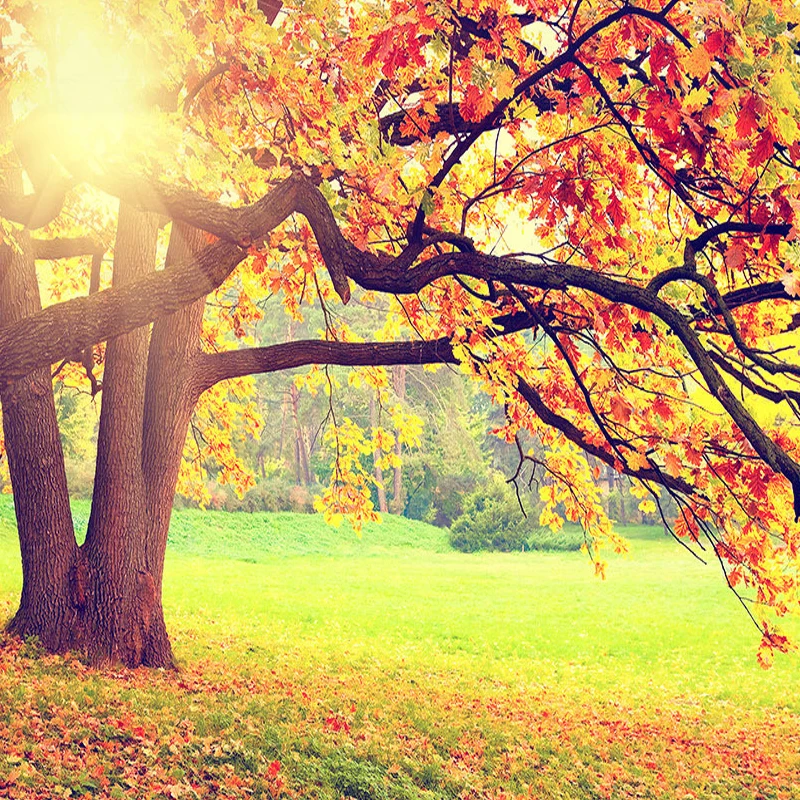 Пользовательские 3D фотообои горы лес осень кленовый лист природный пейзаж