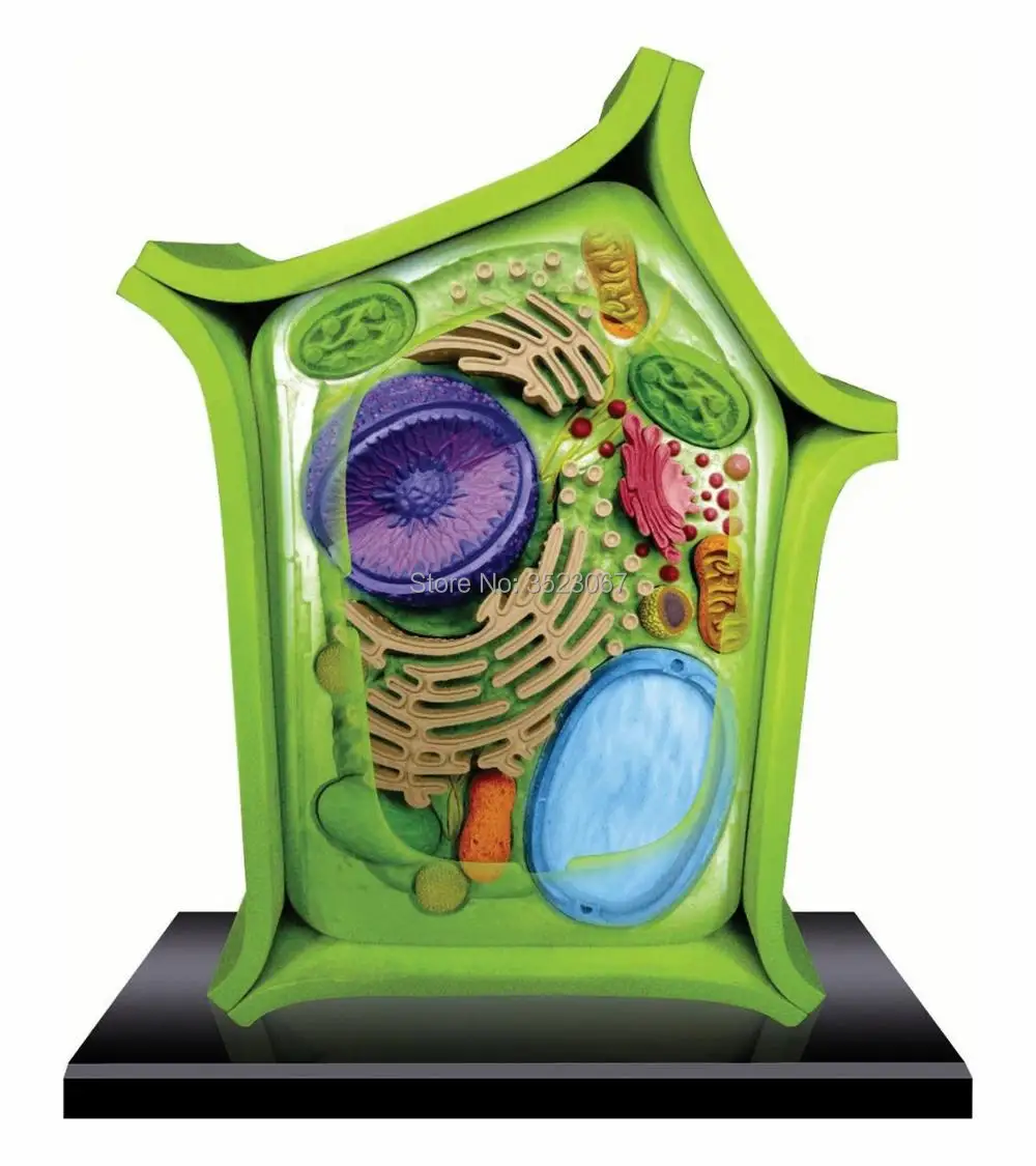4 D Master plant cell анатомическая модель скелета для продажи мерная игрушка научное
