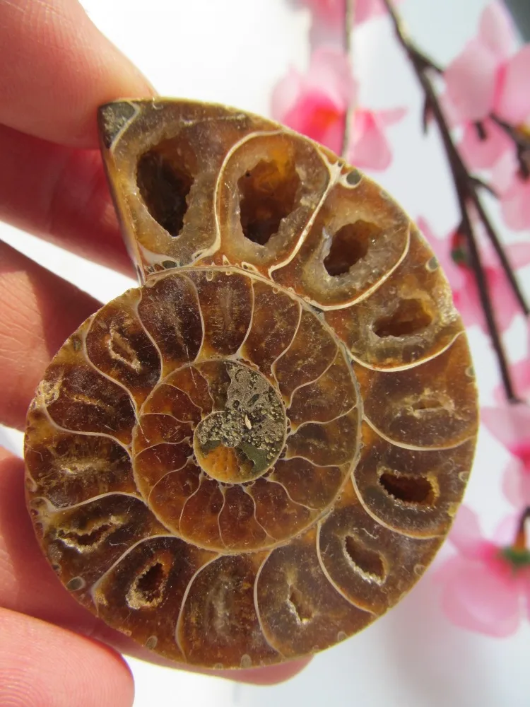 49g Natural Ammonite Fossil Specimen Shell Mineral Healing Crystal Specimens Healing Home Decorations Furnishing Articles Crafts
49g Natural Ammonite Fossil Specimen Shell Mineral Healing Crystal Specimens Healing Home Decorations Furnishing Articles Crafts