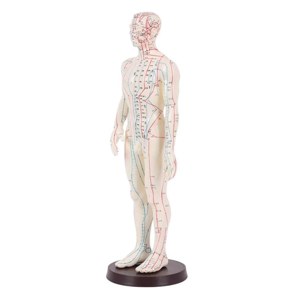 Acupuncture Model 50cm Male with Base Human acupuncture meridians model Acupuncture Starter Kit
Acupuncture Model 50cm Male with Base Human acupuncture meridians model Acupuncture Starter Kit