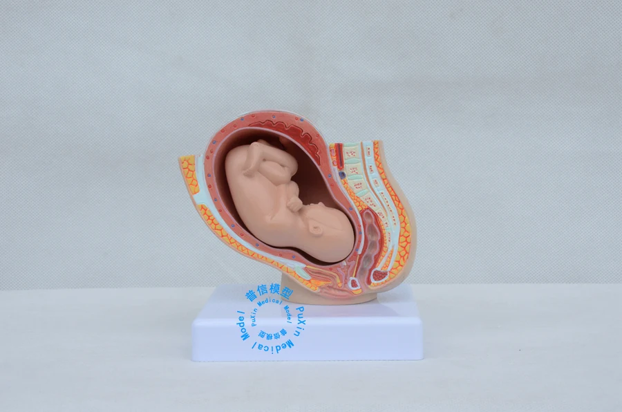 Free shipping&Pelvic model midwifery teaching model of embryonic development model for medical school
Free shipping&Pelvic model midwifery teaching model of embryonic development model for medical school