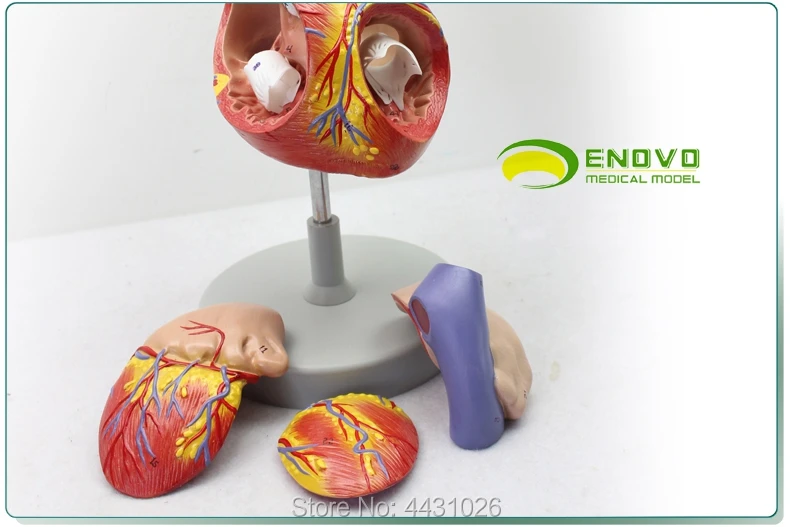 ENOVO Enlarged version of the human heart anatomy model heart model medical cardiology teaching AIDS
ENOVO Enlarged version of the human heart anatomy model heart model medical cardiology teaching AIDS