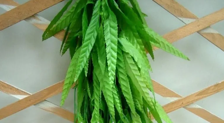 180 Meter Artificial Green Willow Simulation Silk Willow Leaf Flower Vine for Home Decoration FREE SHIPPING
180 Meter Artificial Green Willow Simulation Silk Willow Leaf Flower Vine for Home Decoration FREE SHIPPING