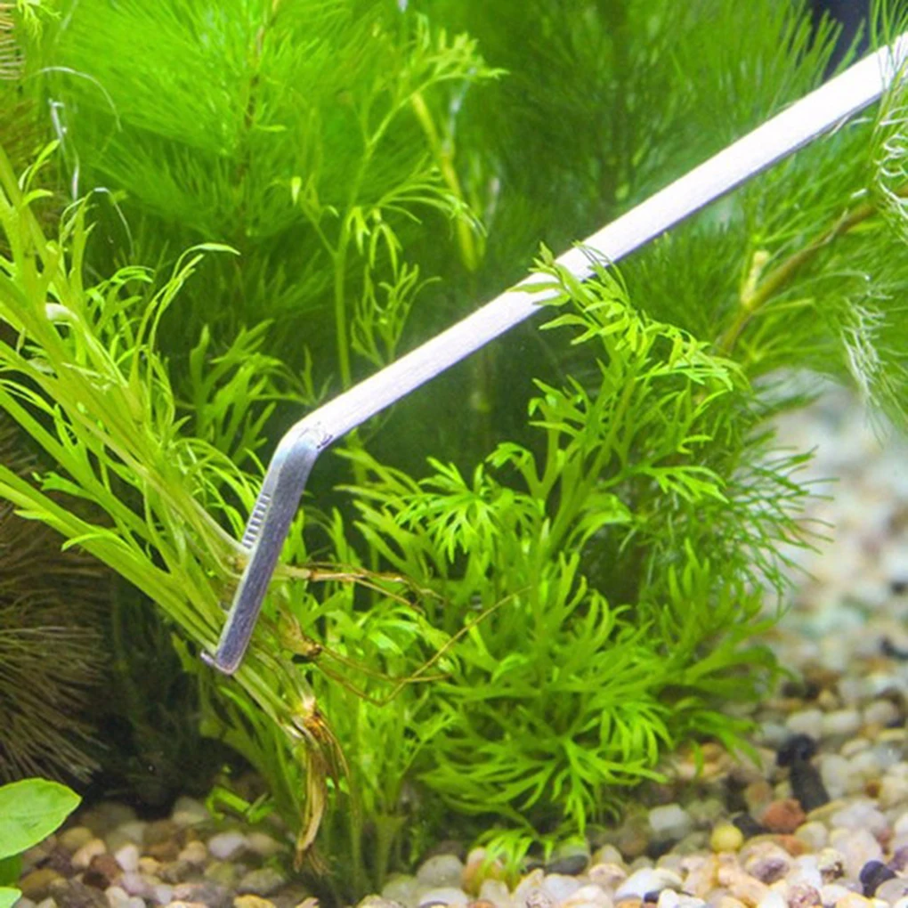Wholesale 3/5pcs Aquarium Maintenance Kits For Fish Tank Live Plants Grass Aquatic Plant Cleaning Tweezers Scissors Tools
Wholesale 3/5pcs Aquarium Maintenance Kits For Fish Tank Live Plants Grass Aquatic Plant Cleaning Tweezers Scissors Tools