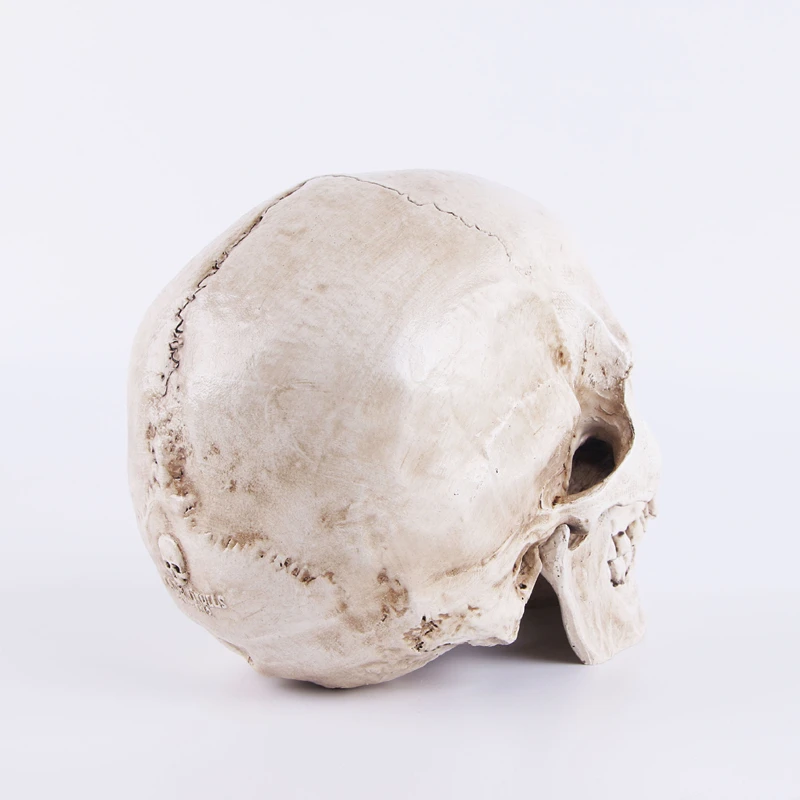 1:1 Resin Human Skull Statues & Sculptures For Education And Painting And Medical Model Desktop Crafts Home Decor Accessories 51
1:1 Resin Human Skull Statues & Sculptures For Education And Painting And Medical Model Desktop Crafts Home Decor Accessories 51