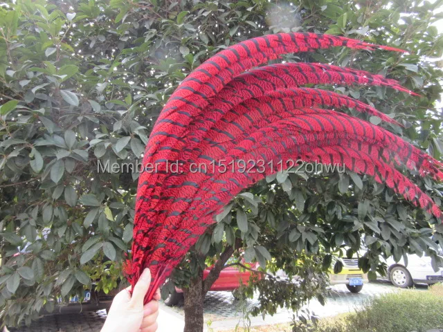 Wholesale perfect 100pcs high quality natural Lady Amherst Pheasant Feathers 32-36inch/80-90cm Decorative diy red
Wholesale perfect 100pcs high quality natural Lady Amherst Pheasant Feathers 32-36inch/80-90cm Decorative diy red