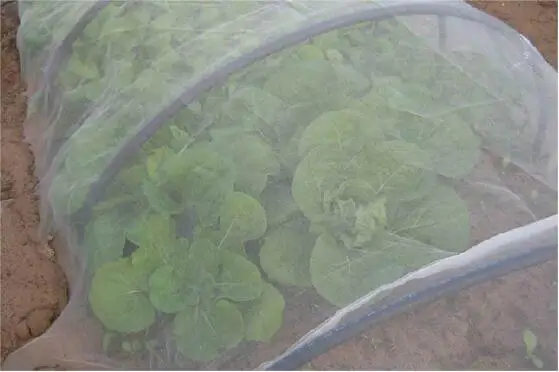 60 or 100 mesh.1*5M, high-density insect-proof net,fleshy flower pot bottom permeable leak-proof soil gauze gardening supplies
60 or 100 mesh.1*5M, high-density insect-proof net,fleshy flower pot bottom permeable leak-proof soil gauze gardening supplies