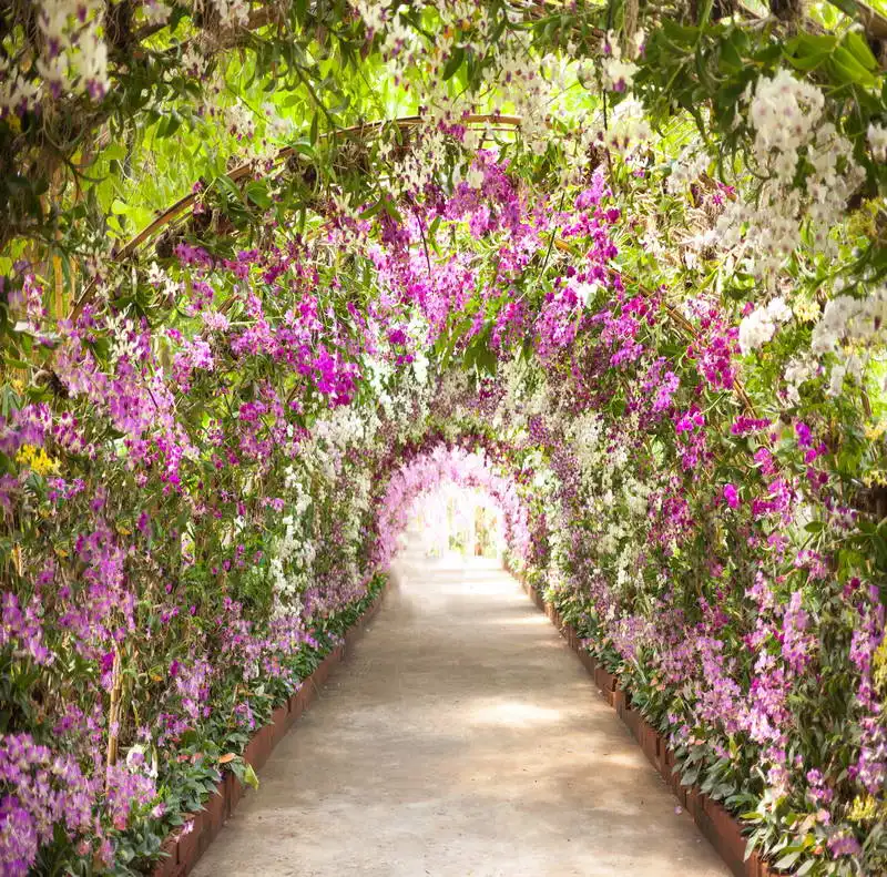 10x10FT Sunshine Violet Flowers Blossom Branch Tunnel Path Wedding Custom Photo Background Studio Backdrop Vinyl 300cm x 300cm
10x10FT Sunshine Violet Flowers Blossom Branch Tunnel Path Wedding Custom Photo Background Studio Backdrop Vinyl 300cm x 300cm