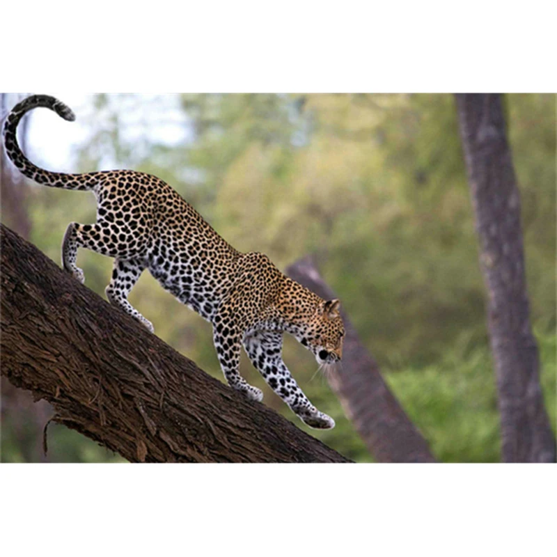 leopard on the tree picture Needlework diy diamond painting fashion home decor cross stitch pasted painting square drill A6768R
leopard on the tree picture Needlework diy diamond painting fashion home decor cross stitch pasted painting square drill A6768R