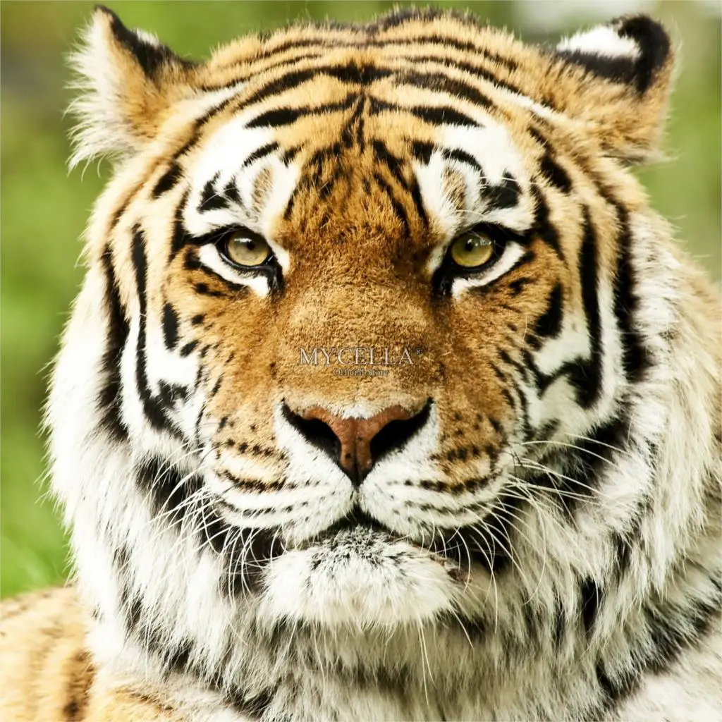 Tiger,Full,Diamond Embroidery,Art,Animal,Diamond Painting,Round,Mosaic,Needlework,Crafts,Christmas,Gift,Home Decor
Tiger,Full,Diamond Embroidery,Art,Animal,Diamond Painting,Round,Mosaic,Needlework,Crafts,Christmas,Gift,Home Decor