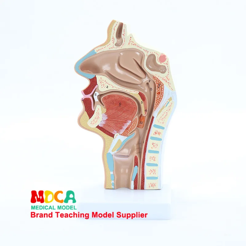 Human Normal nose Anatomical model oral cavity Nose pharynx throat Model Medicine Teaching model
Human Normal nose Anatomical model oral cavity Nose pharynx throat Model Medicine Teaching model