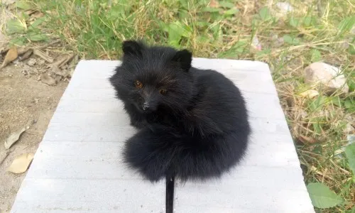 simulation fox 13x12cm model toy,polyethylene&furs black fox toy,home decoration,Xmas gift 0476
simulation fox 13x12cm model toy,polyethylene&furs black fox toy,home decoration,Xmas gift 0476