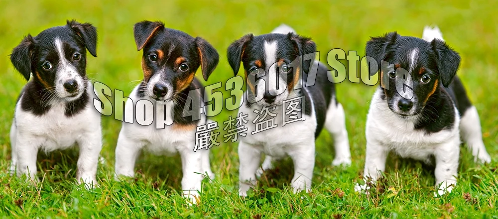 Dogs Baby Animal 5D Diy Diamond Painting Cross Stitch Diamond Embroidery Jack Russell Terrier Puppies Hobbies Crafts Mosaic Kits
Dogs Baby Animal 5D Diy Diamond Painting Cross Stitch Diamond Embroidery Jack Russell Terrier Puppies Hobbies Crafts Mosaic Kits