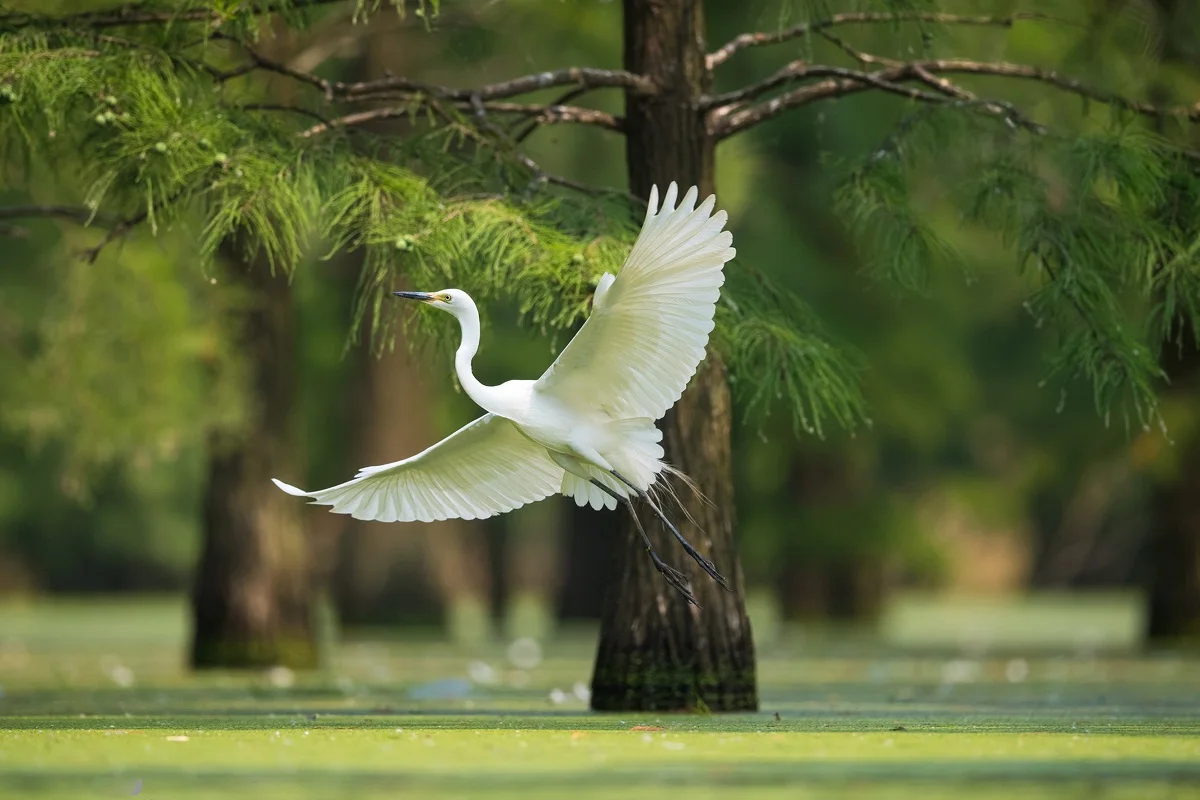 Белая Heron flight bird PMD264 тканевый постер с рисунком на заказ (рамка в наличии) для украшения стен, декор для комнаты, украшение для дома
Белая Heron flight bird PMD264 тканевый постер с рисунком на заказ (рамка в наличии) для украшения стен, декор для комнаты, украшение для дома