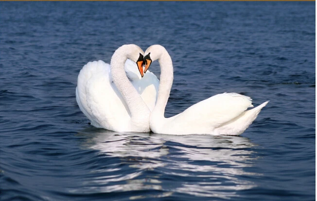 The custom 3D murals,beautiful romantic swan papel de parede,living room sofa TV wall bedroom wall paper
The custom 3D murals,beautiful romantic swan papel de parede,living room sofa TV wall bedroom wall paper