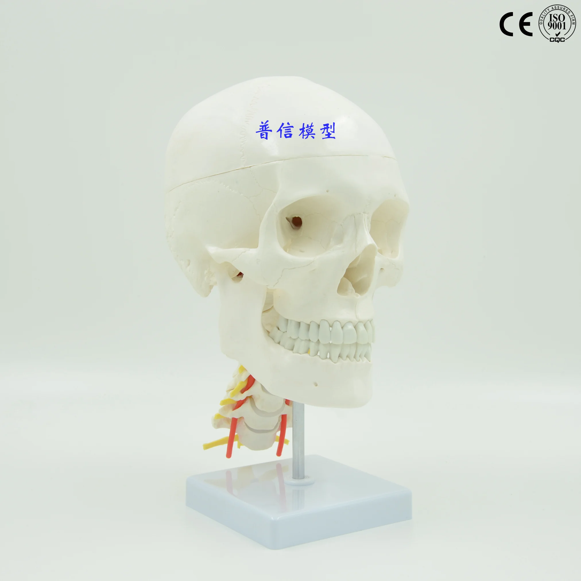 Free shipping&1:1 natural large skull model with cervical spine, adult head model, skull, medical anatomy
Free shipping&1:1 natural large skull model with cervical spine, adult head model, skull, medical anatomy