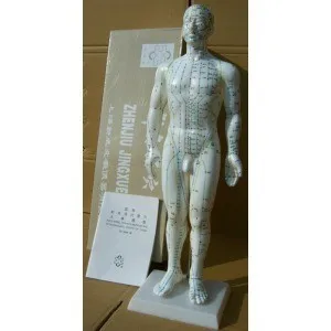 50CM English human acupuncture meridian points model male or female acupoint model with user manual free shipping
50CM English human acupuncture meridian points model male or female acupoint model with user manual free shipping